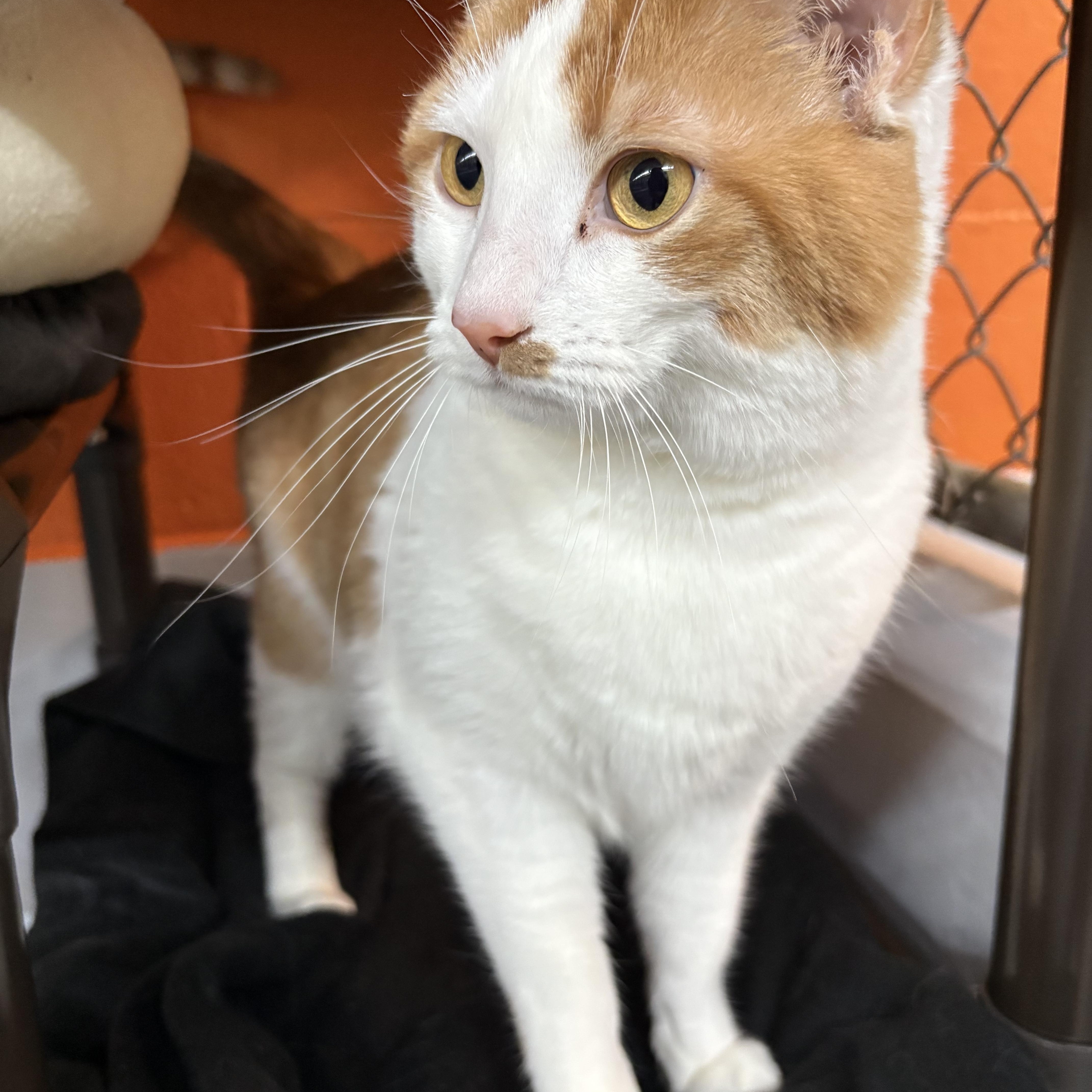 Enlarge Leia, a Adoptable Domestic Short Hair in Wilder, KY image 1/1