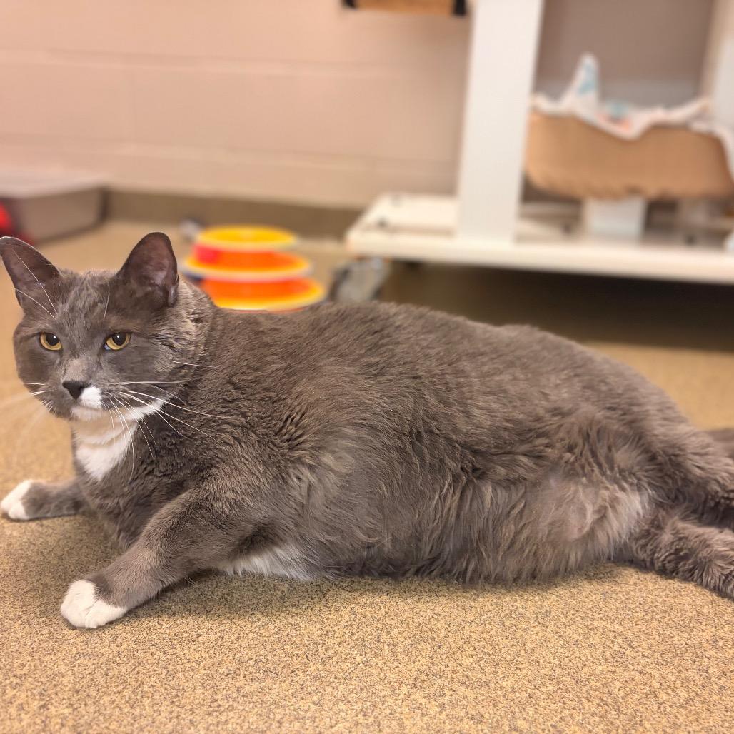 Copper, Adoptable, Senior Male Domestic Short Hair.