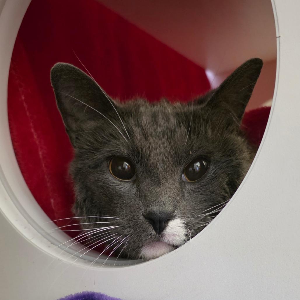 Copper, a Adoptable Domestic Short Hair in Council Bluffs, IA image 2/2