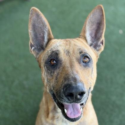Sir Auggie, a ADOPTABLE mixed breed in Sacramento, CA image 1/3