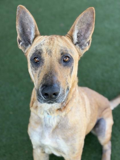 Sir Auggie, a ADOPTABLE mixed breed in Sacramento, CA image 3/3