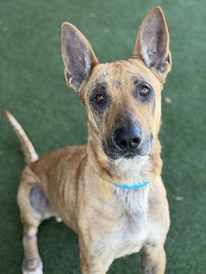 Sir Auggie, a ADOPTABLE mixed breed in Sacramento, CA image 2/3
