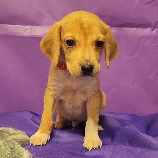 Roger, Adoptable, Puppy Male Hound & Mixed Breed.