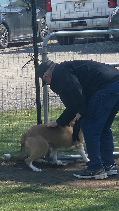 Enlarge Dennis, a Adoptable mixed breed in Cortland, NY image 2/6