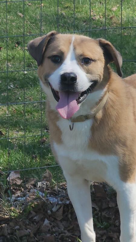Enlarge Dennis, a Adoptable mixed breed in Cortland, NY image 3/6