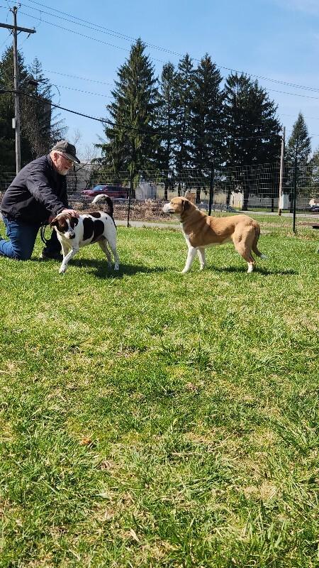 Enlarge Dennis, a Adoptable mixed breed in Cortland, NY image 4/6