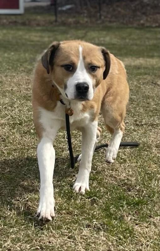Enlarge Dennis, a Adoptable mixed breed in Cortland, NY image 5/6
