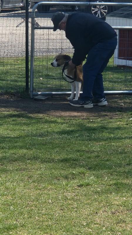 Enlarge Dennis, a Adoptable mixed breed in Cortland, NY image 6/6