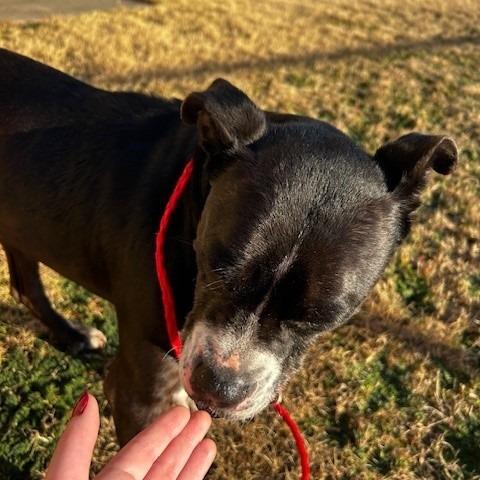 Lily, Adoptable, Senior Female Boxer.
