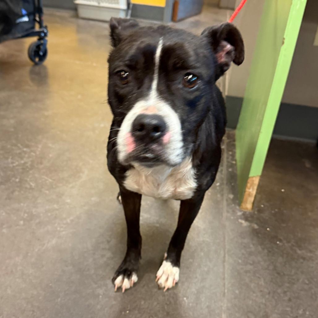 Lily, Adoptable, Senior Female Boxer.