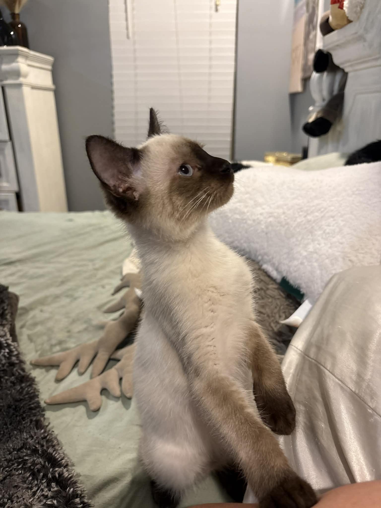 Enlarge Minx, an adopted mixed breed in Edmond, OK image 4/5