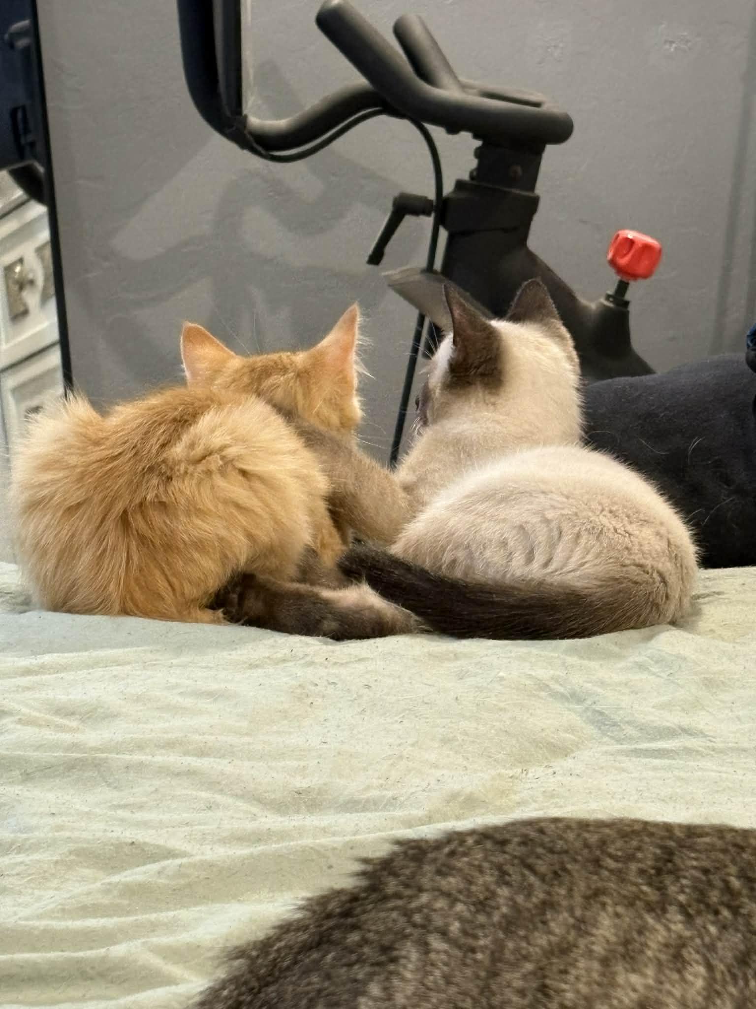 Enlarge Minx, an adopted mixed breed in Edmond, OK image 5/5