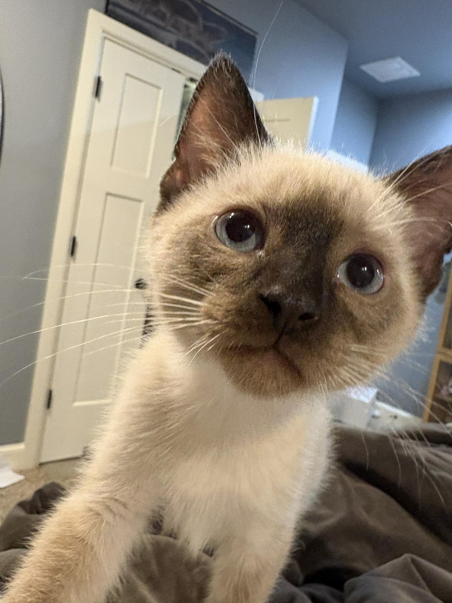 Enlarge Minx, an adopted mixed breed in Edmond, OK image 1/5