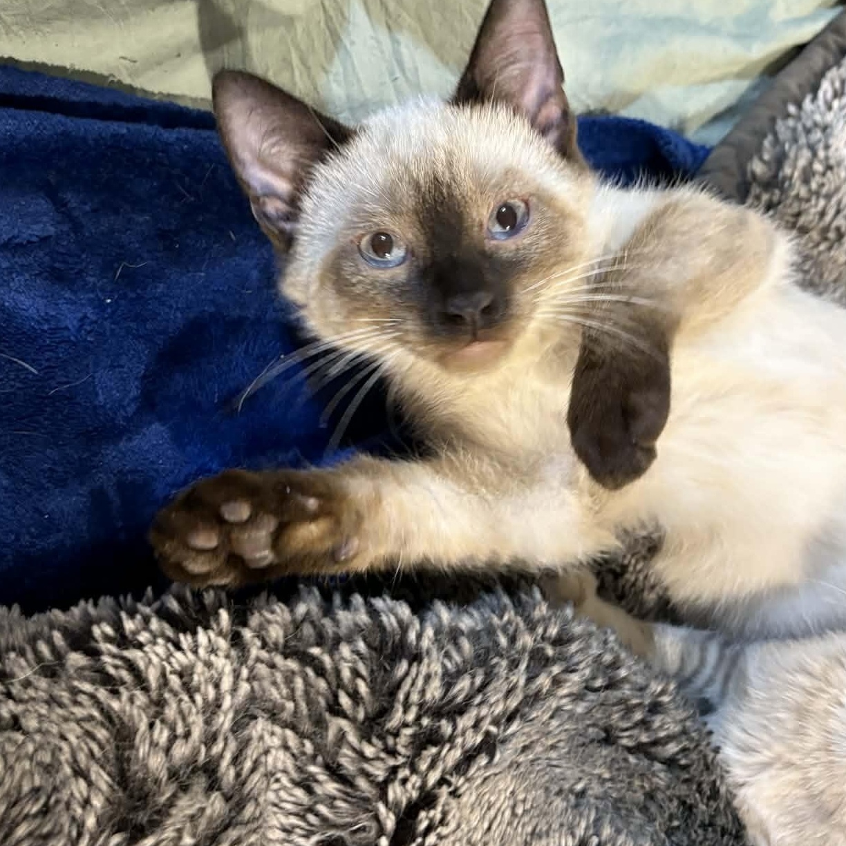 Enlarge Minx, an adopted mixed breed in Edmond, OK image 3/5