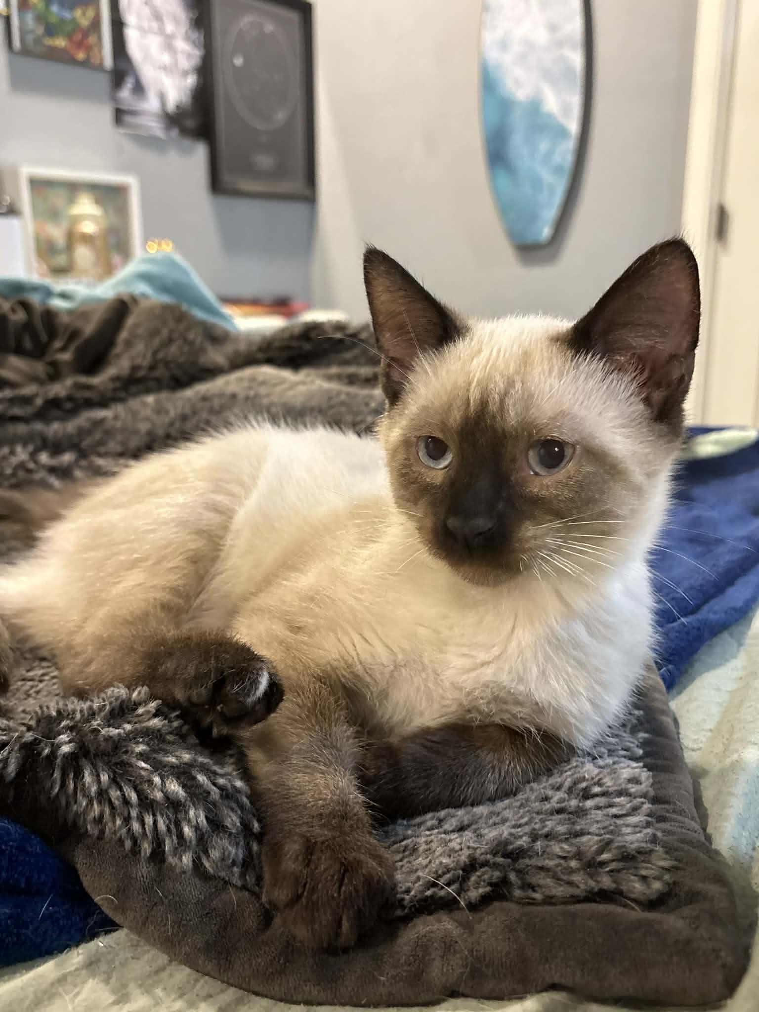 Enlarge Minx, an adopted mixed breed in Edmond, OK image 2/5