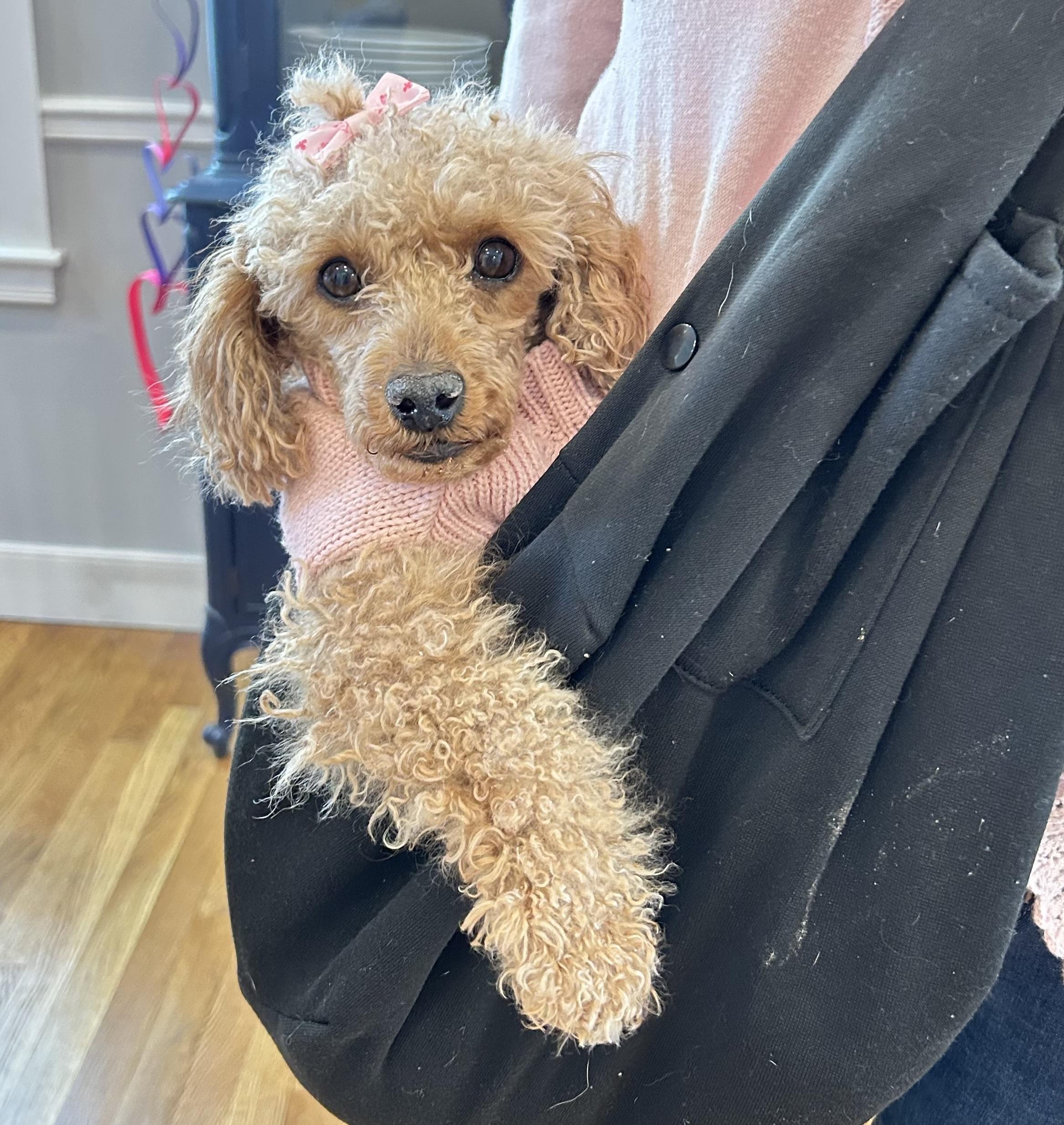 Enlarge Foxie, an adopted Miniature Poodle in Hopkinton, MA image 2/6