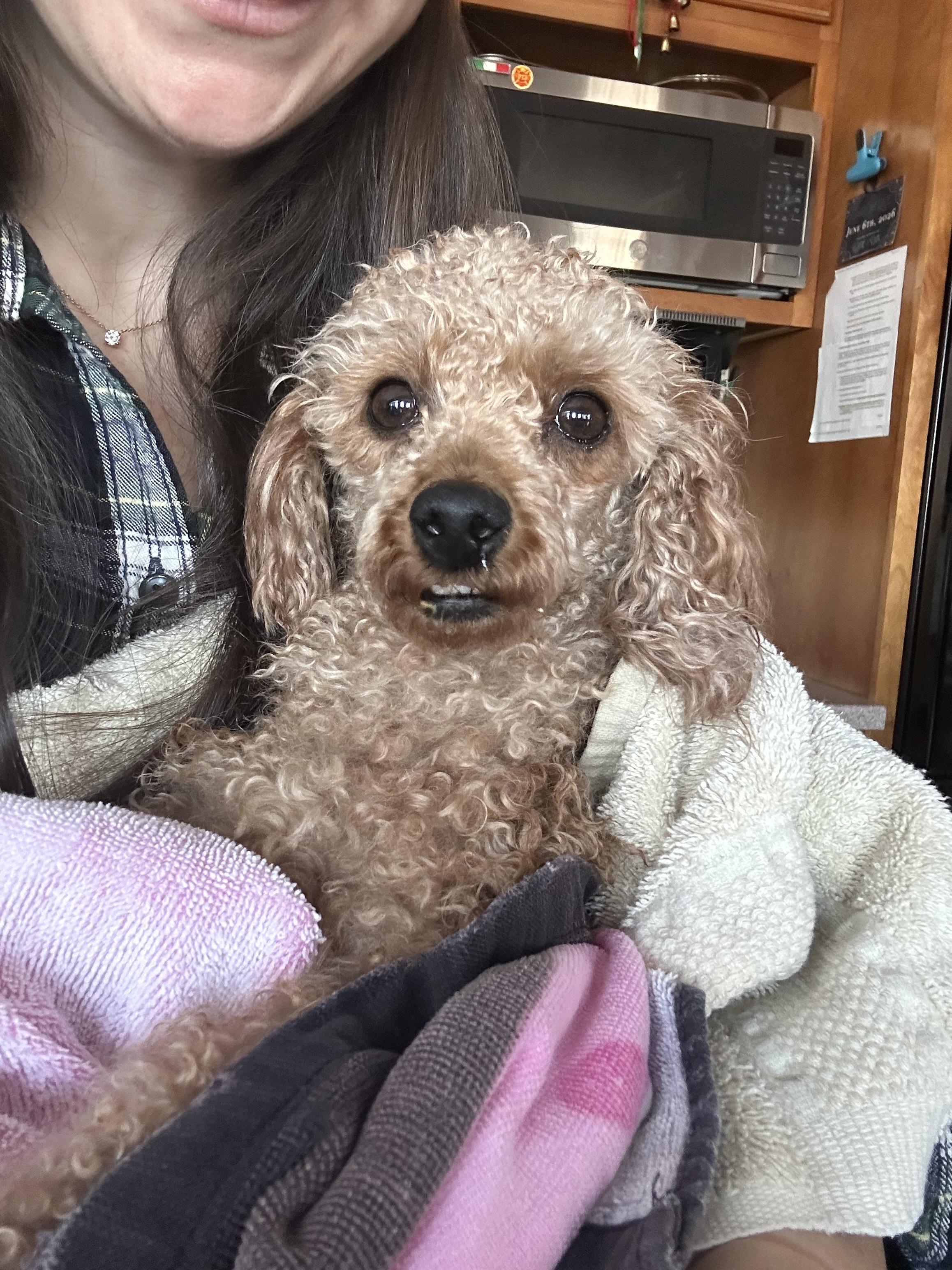 Enlarge Foxie, an adopted Miniature Poodle in Hopkinton, MA image 6/6