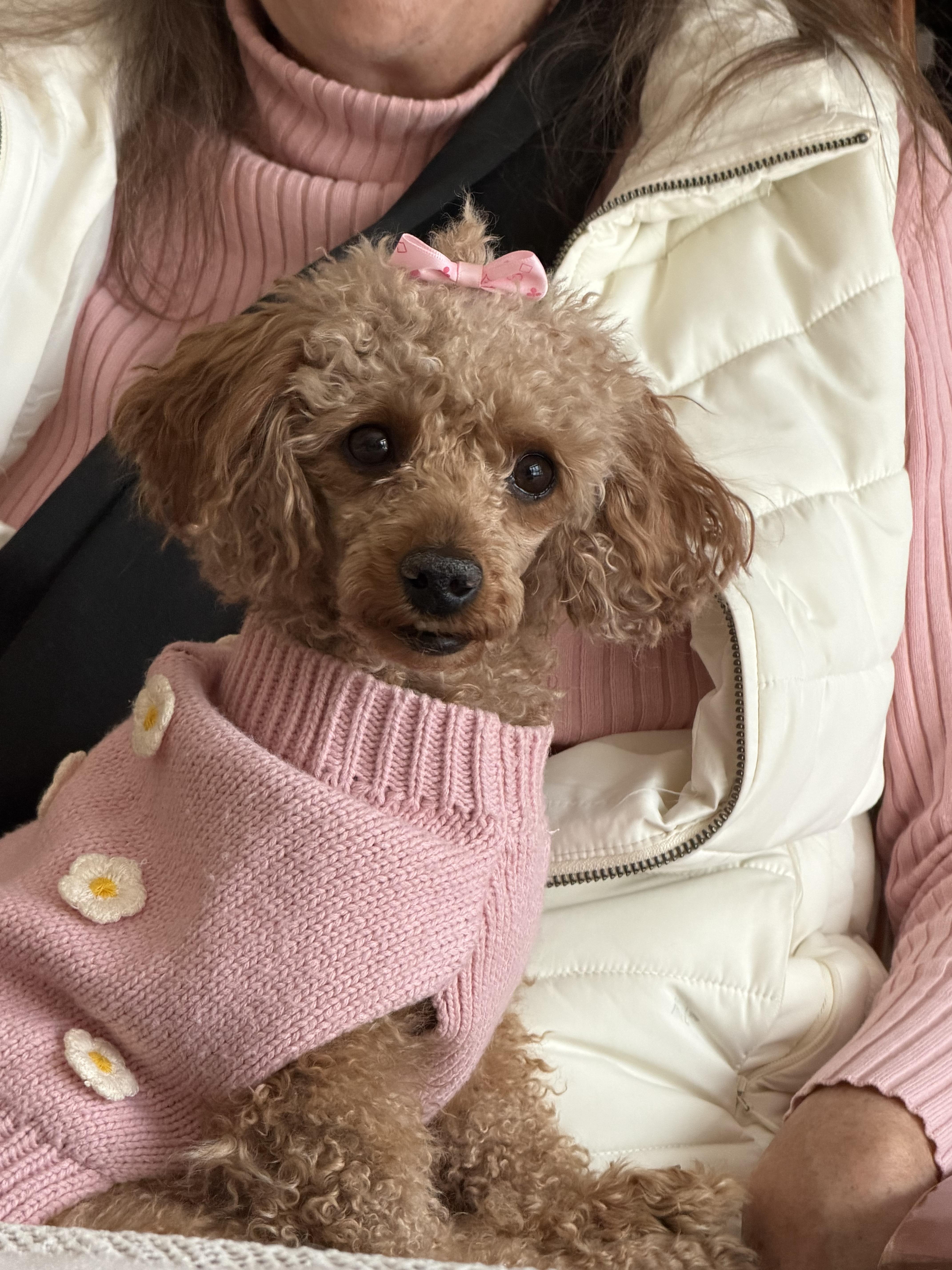 Foxie, adopted, Adult Female Miniature Poodle.