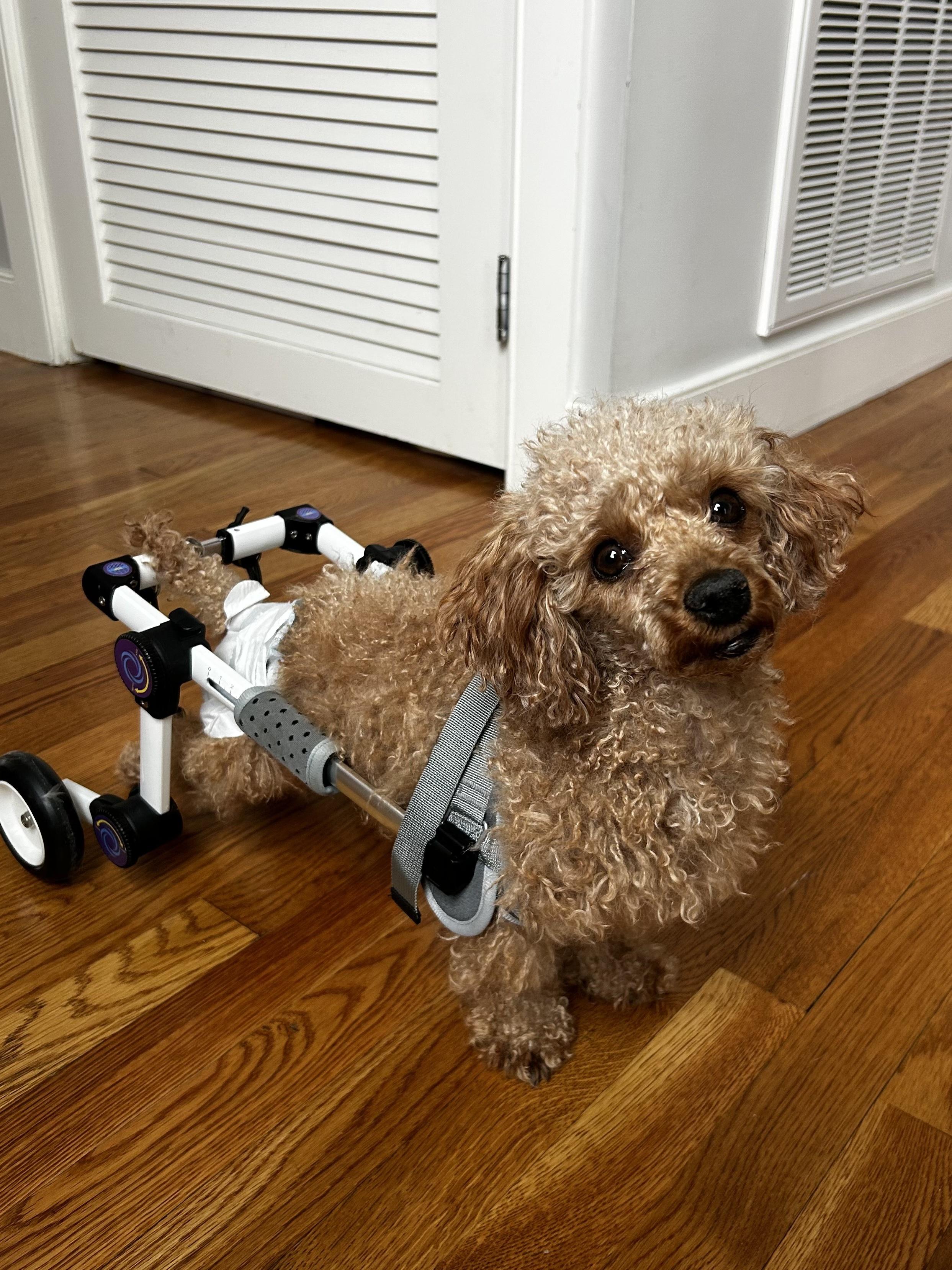 Enlarge Foxie, an adopted Miniature Poodle in Hopkinton, MA image 4/6