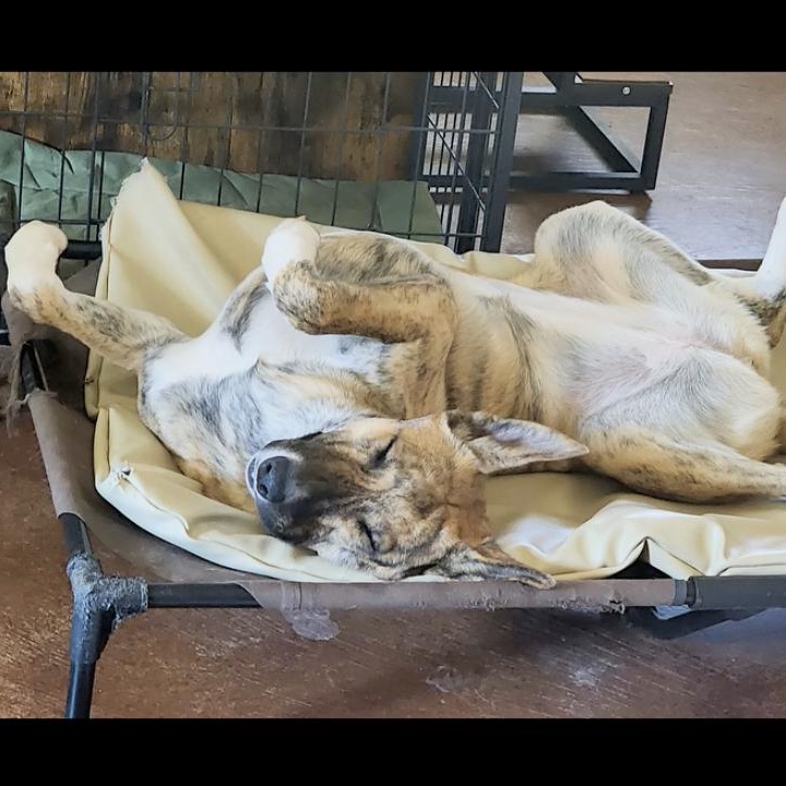 Zoey, Young Female Mixed Breed