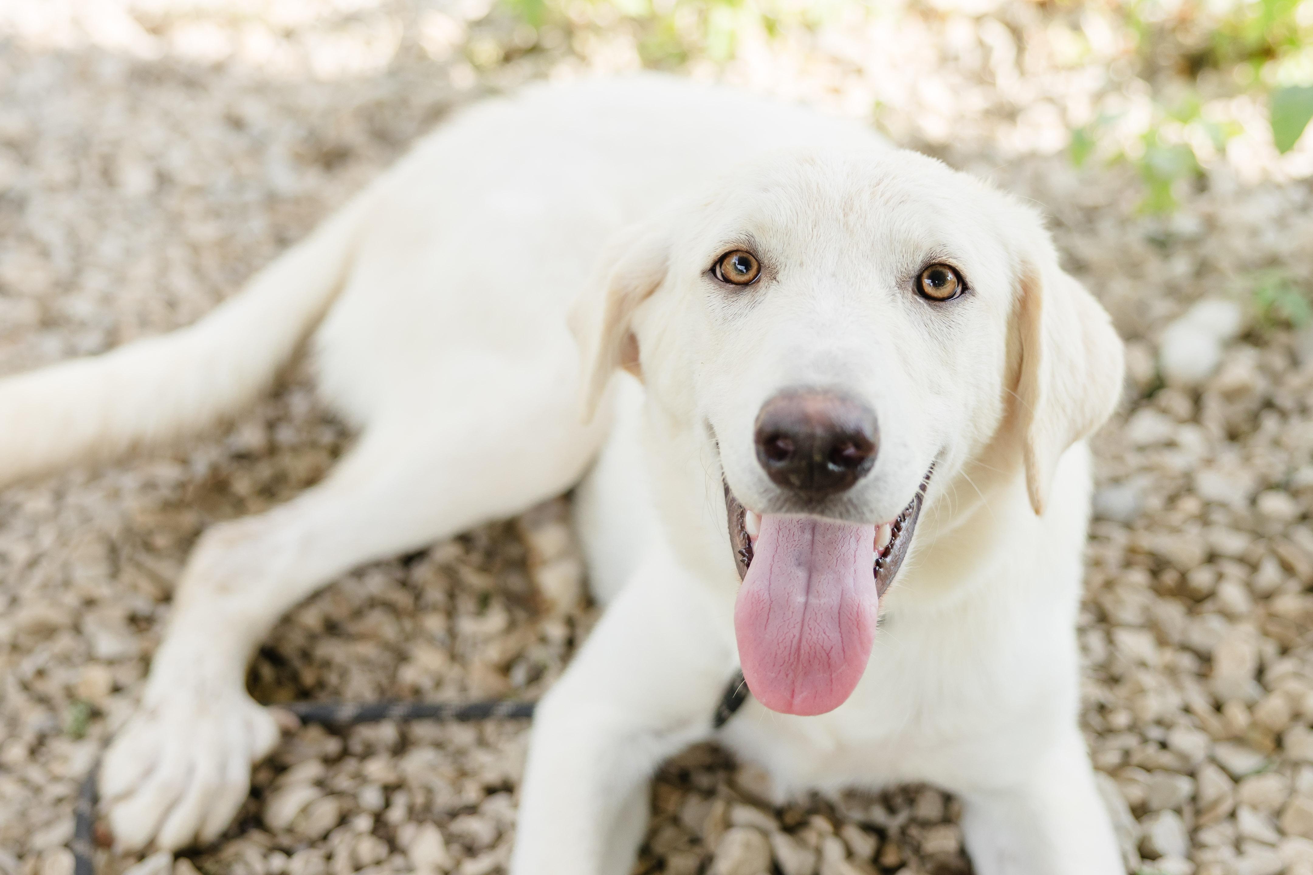 Enlarge Katara, a Adoptable mixed breed in Newburgh, IN image 3/3