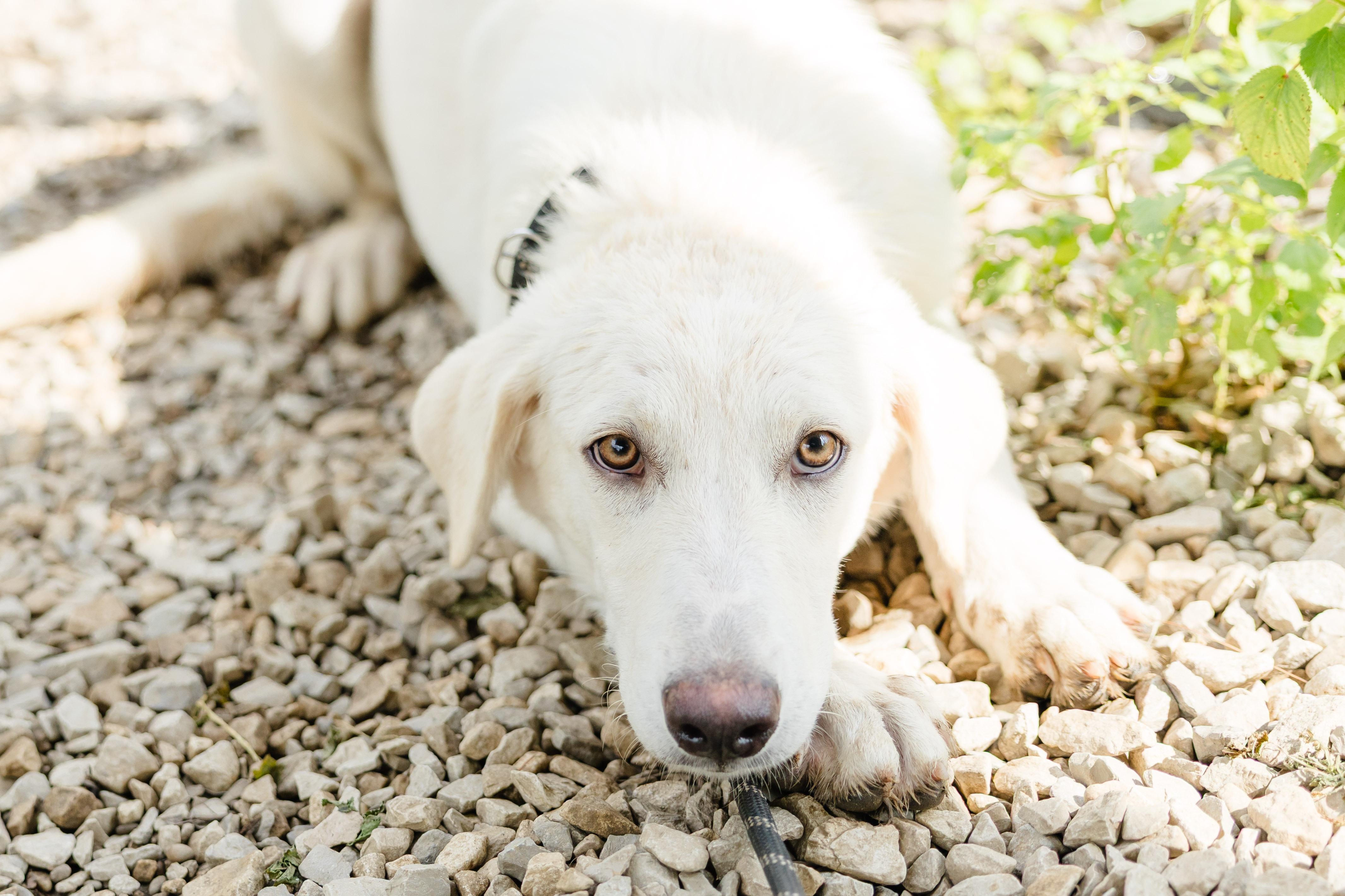 Katara, Adoptable, Young Female Great Pyrenees & Labrador Retriever.