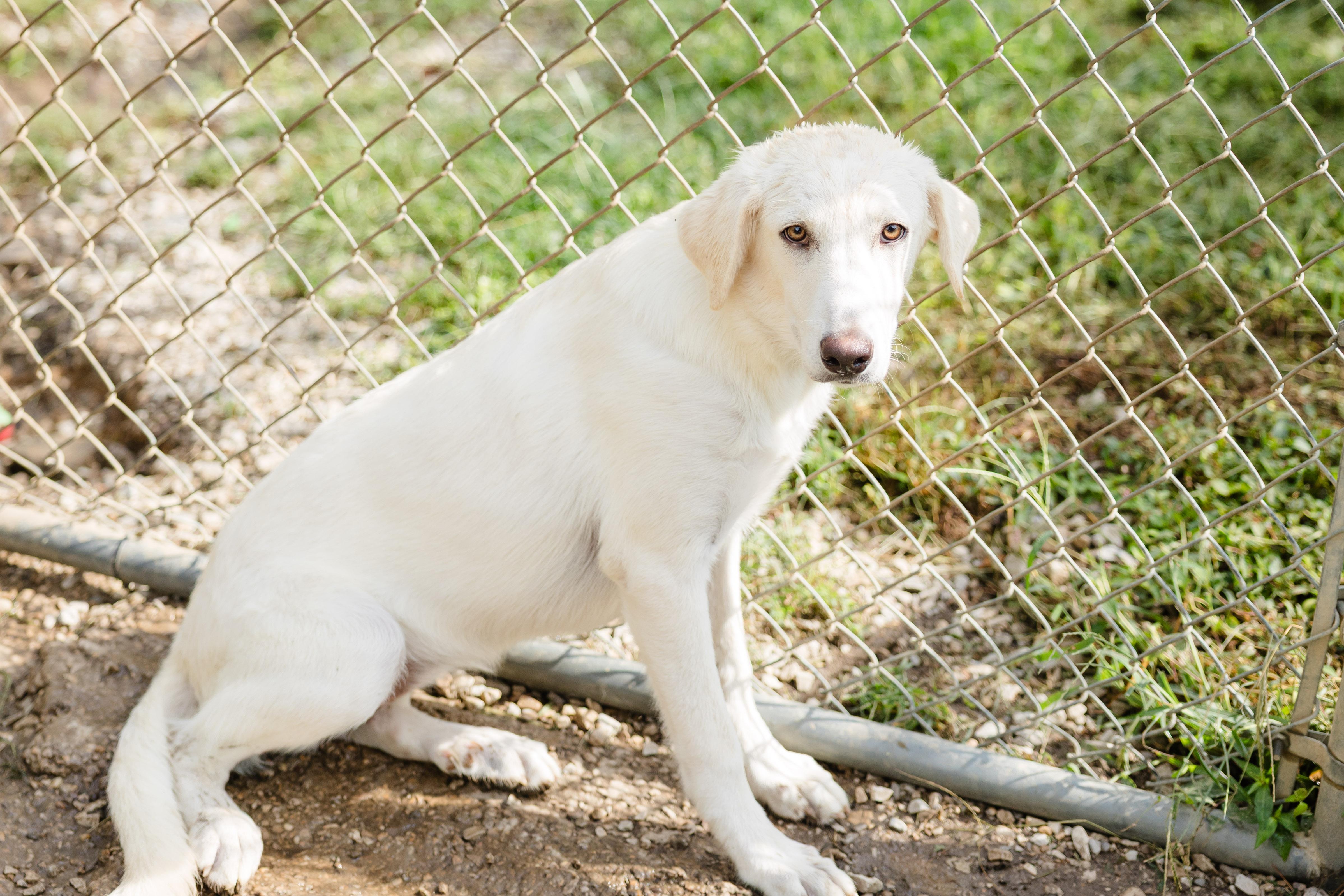 Enlarge Katara, a Adoptable mixed breed in Newburgh, IN image 2/3