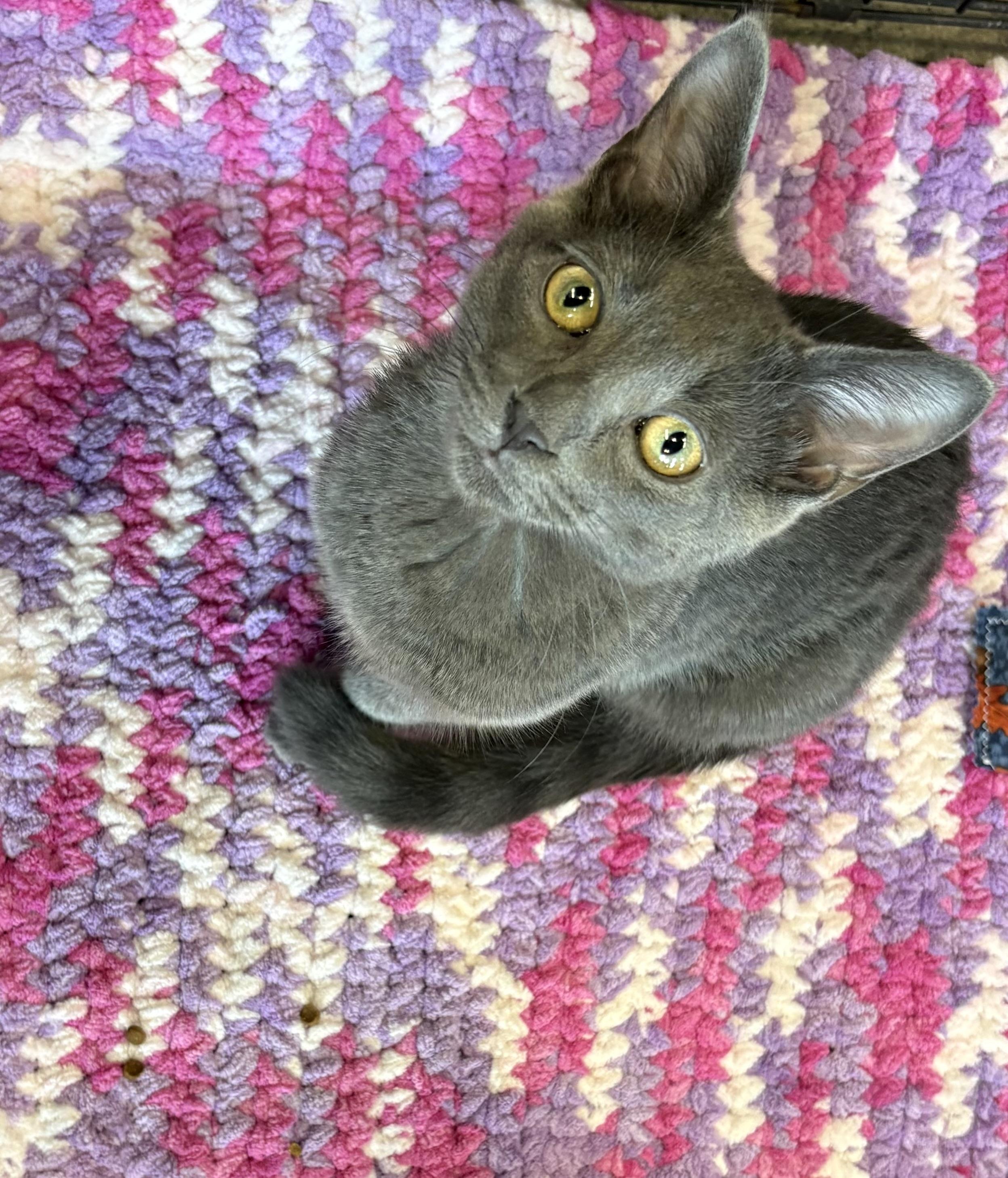 PAIGE, adopted, Kitten Female Domestic Short Hair.