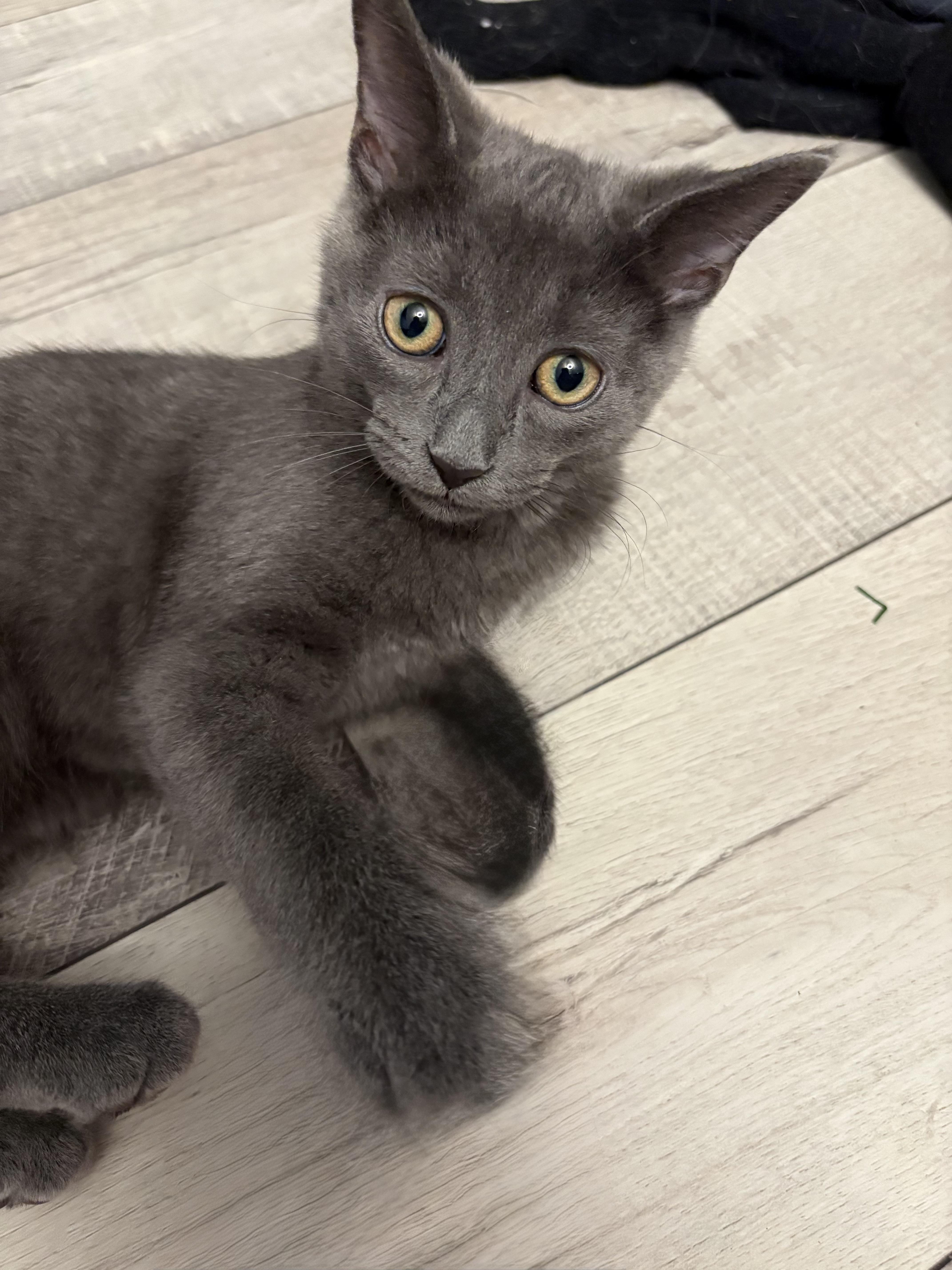 PAIGE, an adopted Domestic Short Hair in Shakespeare, ON image 3/3