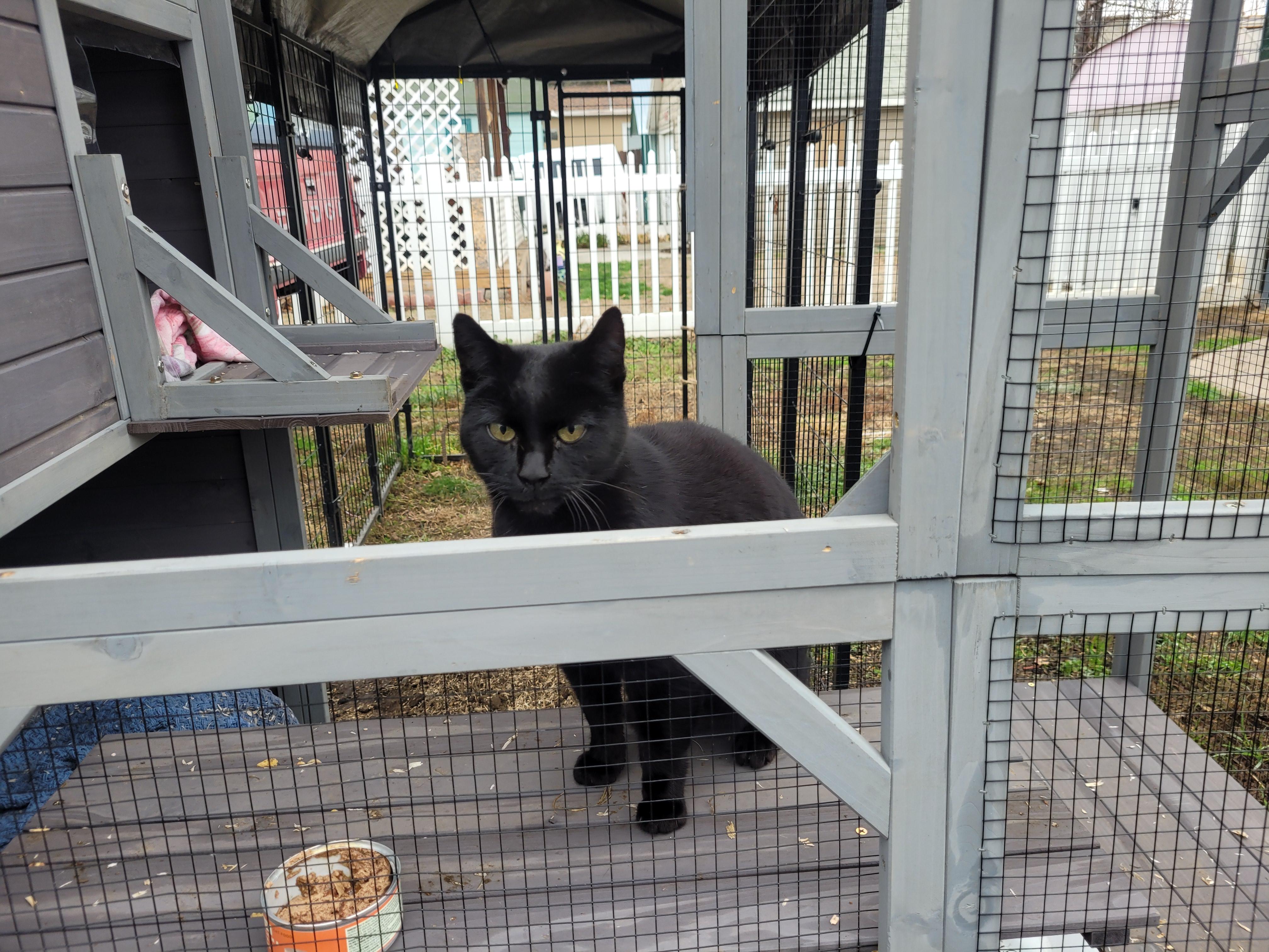 Boo, Adoptable, Young Male Domestic Short Hair.