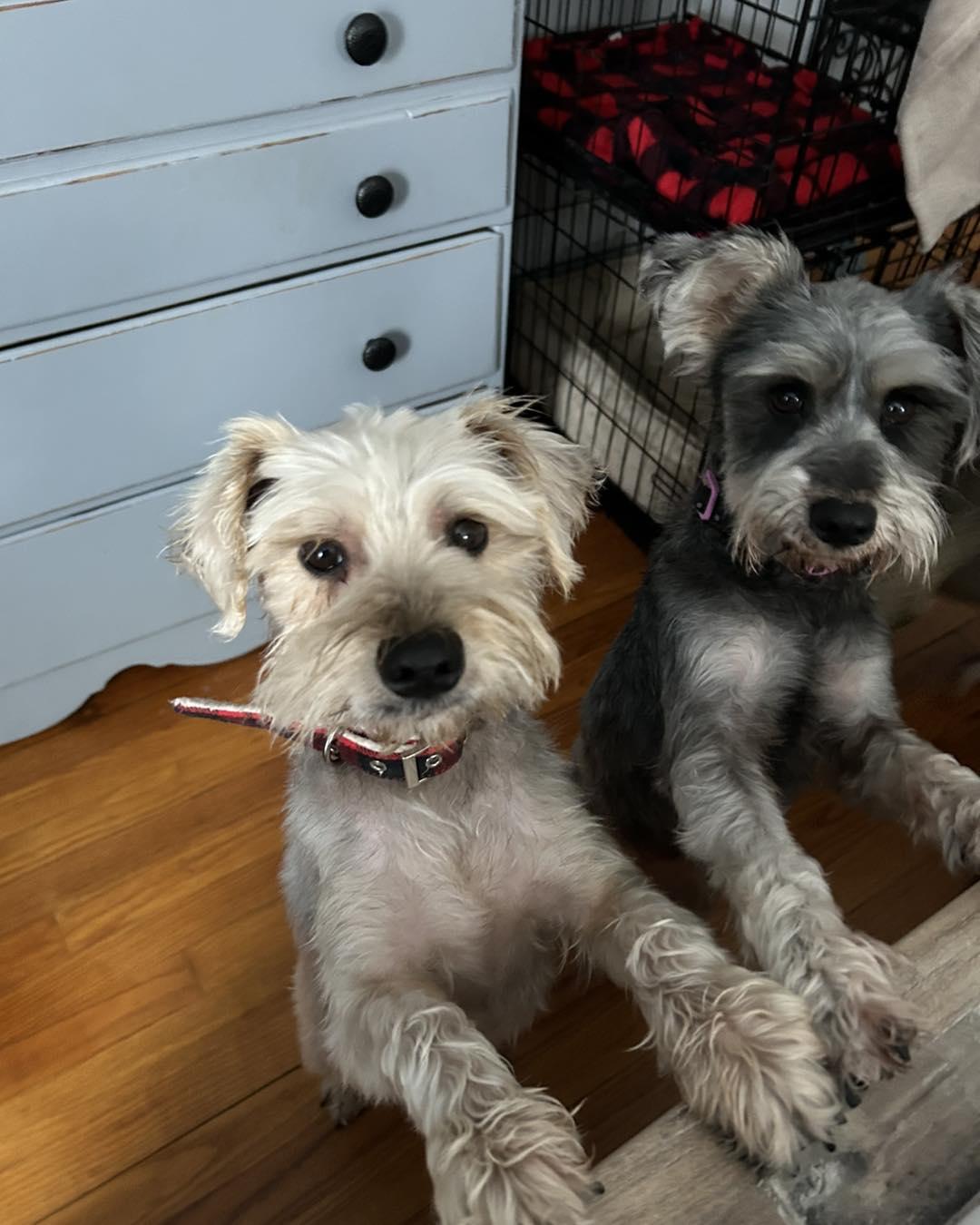 Enlarge Dash, a ADOPTABLE Miniature Schnauzer in Winsted, CT image 2/4