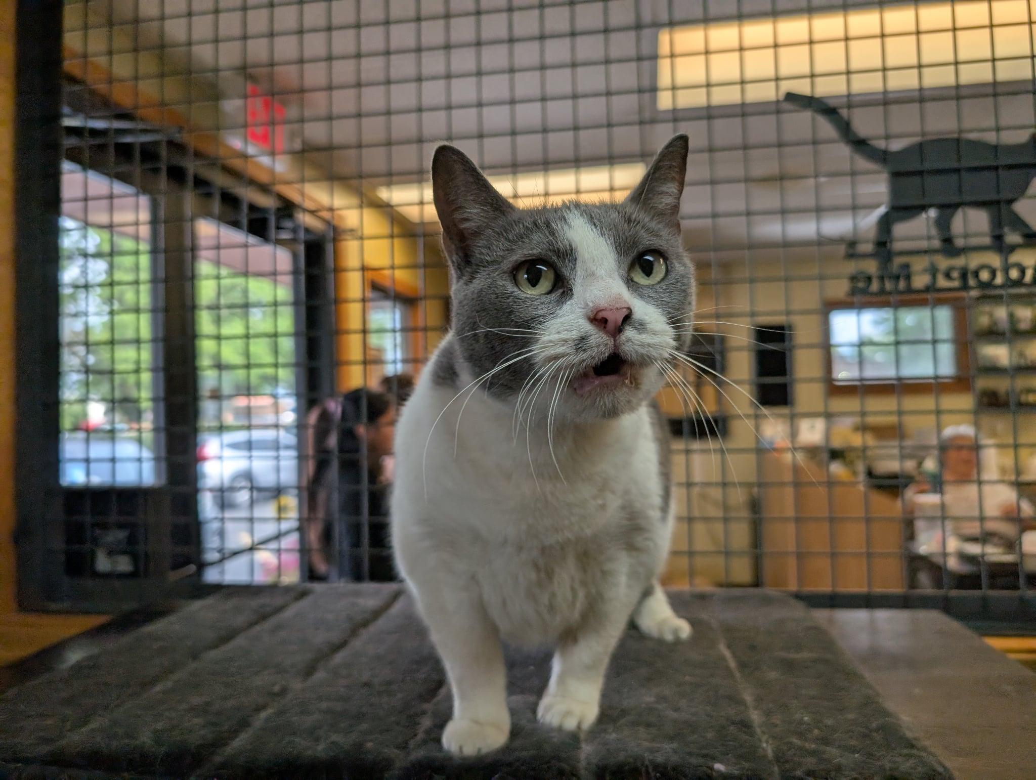 Kimmie, a Adoptable Domestic Short Hair in Barrington Hills, IL image 2/4