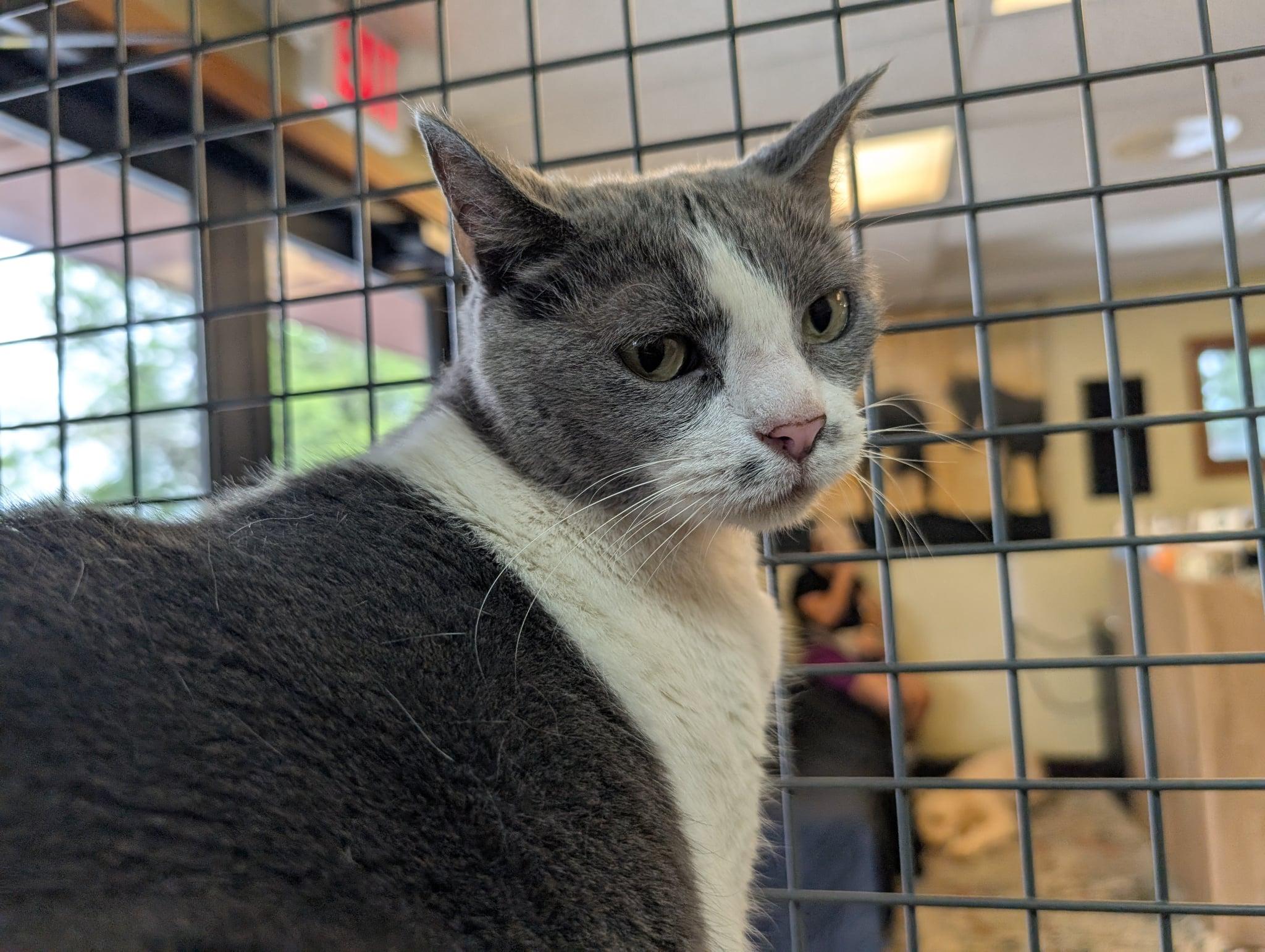 Kimmie, a Adoptable Domestic Short Hair in Barrington Hills, IL image 3/4