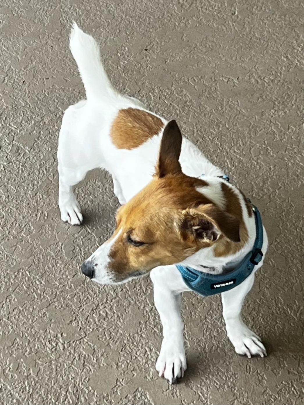 Enlarge MILO - ADOPTED! - 2 yrs old, ready to find a new home., a Adoptable Jack Russell Terrier in Terra Ceia, FL image 2/2