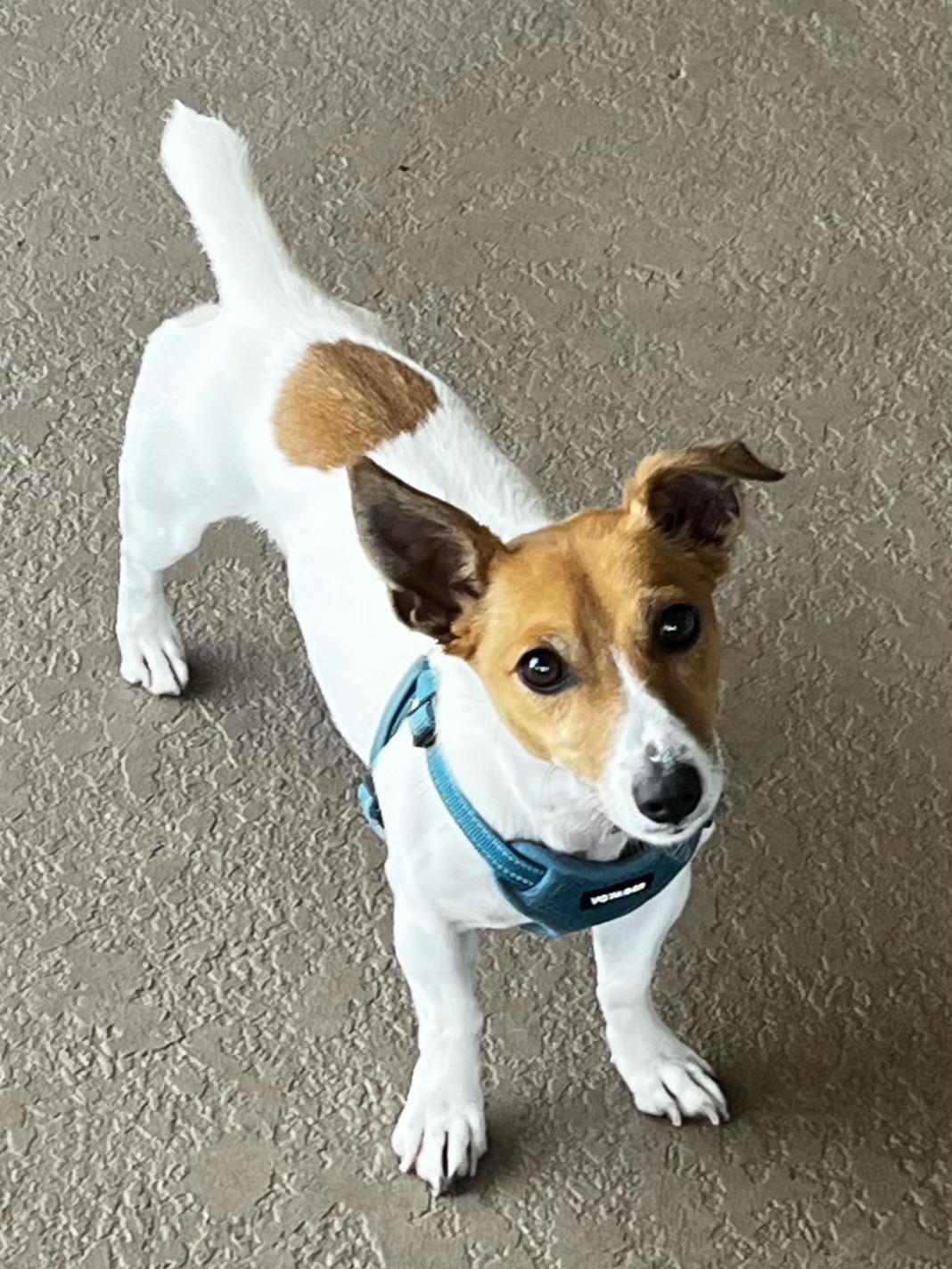 MILO - ADOPTED! - 2 yrs old, ready to find a new home., Adoptable, Young Male Jack Russell Terrier.