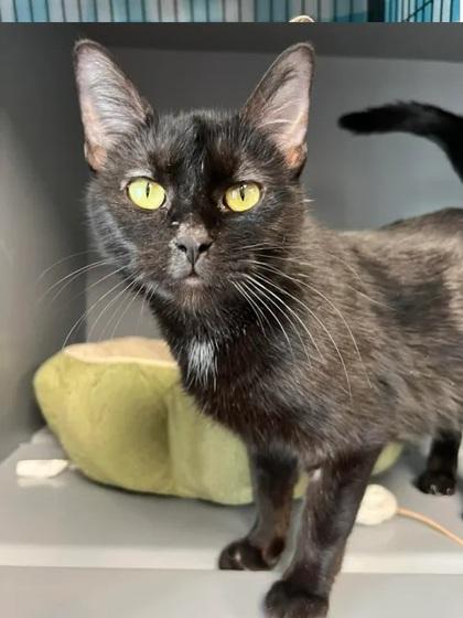 Enlarge Button, a Adoptable mixed breed in Aberdeen, SD image 1/1