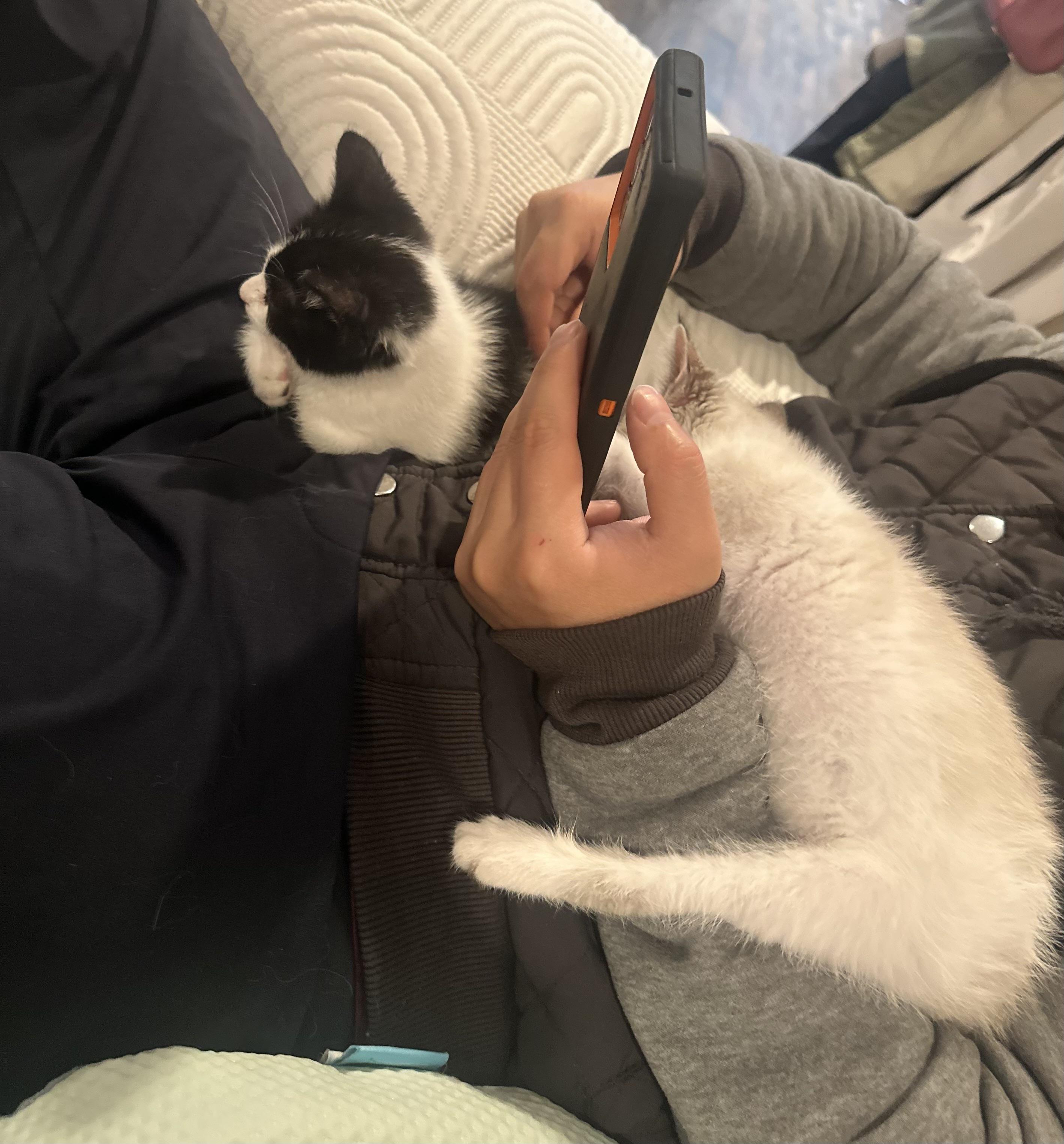 Atticus , a ADOPTABLE mixed breed in Woodinville, WA image 2/2