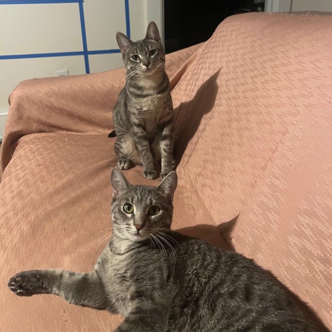 Enlarge Gummy & Rose (bonded pair), a Adoptable mixed breed in Chicago, IL image 2/6