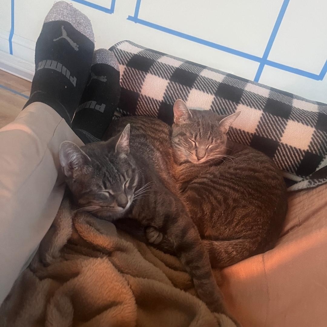 Enlarge Gummy & Rose (bonded pair), a Adoptable mixed breed in Chicago, IL image 6/6