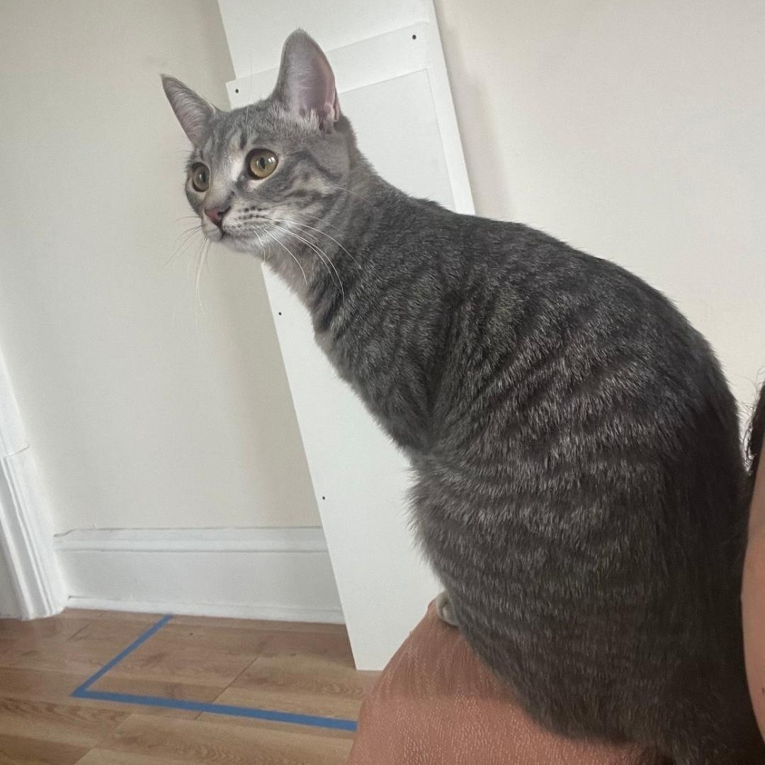 Enlarge Gummy & Rose (bonded pair), a Adoptable mixed breed in Chicago, IL image 3/3