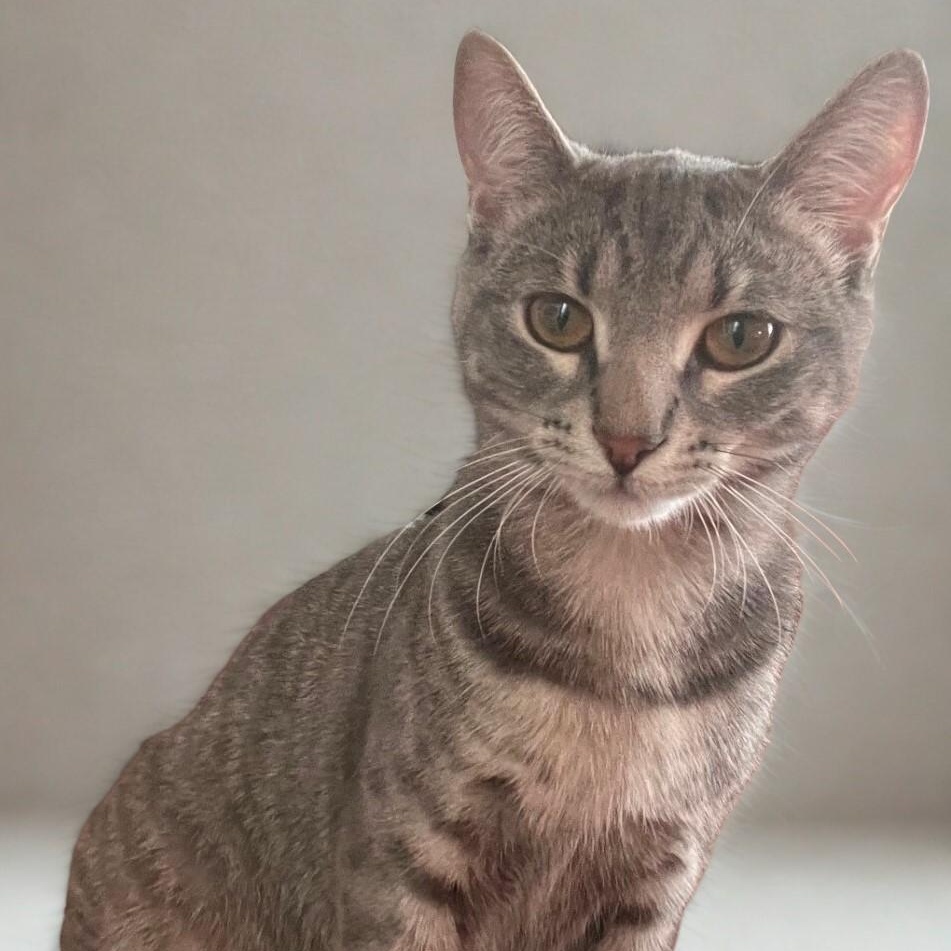 Enlarge Gummy & Rose (bonded pair), a Adoptable mixed breed in Chicago, IL image 2/3