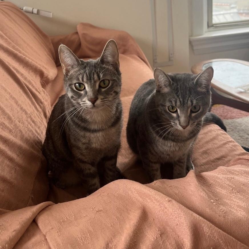 Enlarge Gummy & Rose (bonded pair), a Adoptable mixed breed in Chicago, IL image 1/6