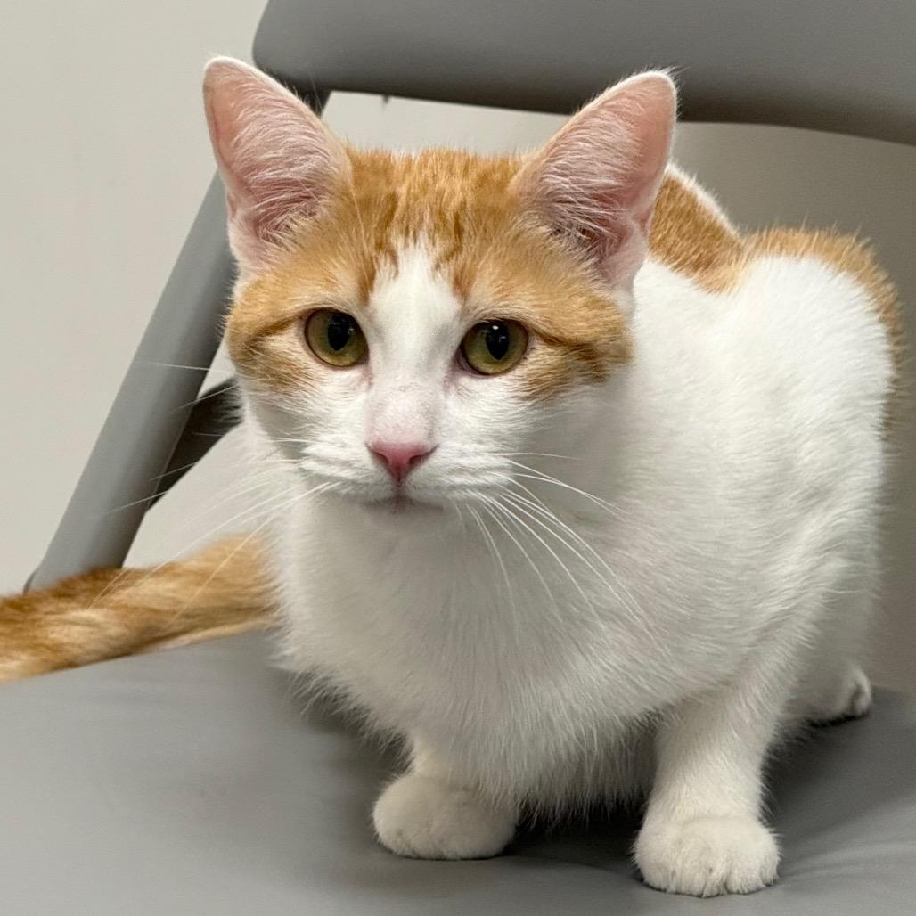 Enlarge Puzzle, a Adoptable Domestic Short Hair in Pleasanton, CA image 1/6