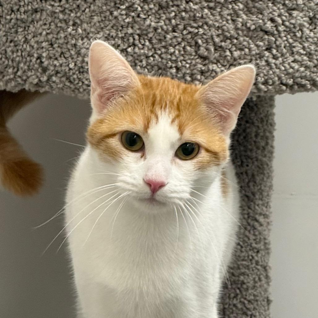 Enlarge Puzzle, a Adoptable Domestic Short Hair in Pleasanton, CA image 2/6