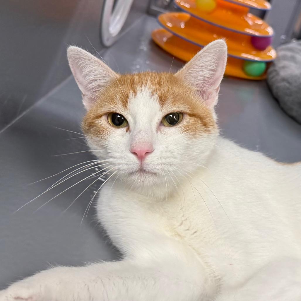 Enlarge Puzzle, a Adoptable Domestic Short Hair in Pleasanton, CA image 3/6