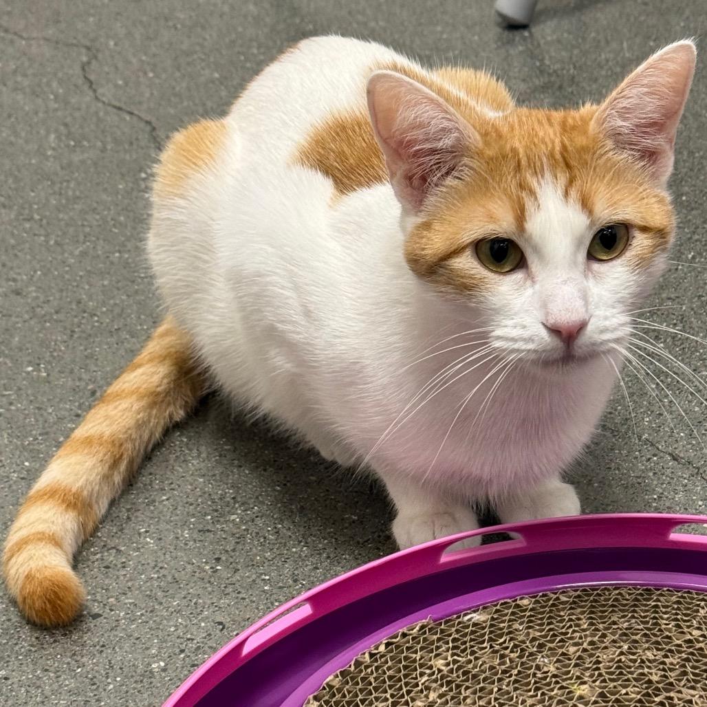 Enlarge Puzzle, a Adoptable Domestic Short Hair in Pleasanton, CA image 4/6