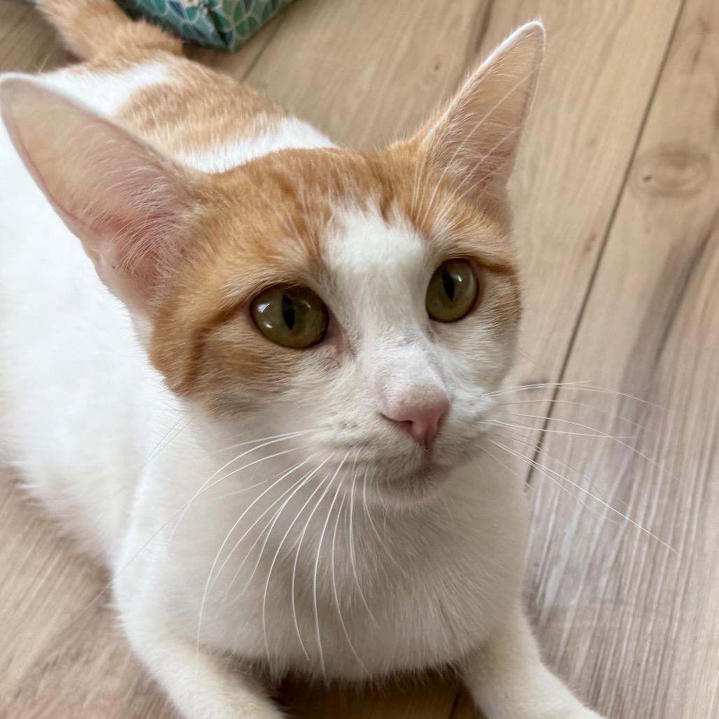 Enlarge Puzzle, a Adoptable Domestic Short Hair in Pleasanton, CA image 6/6