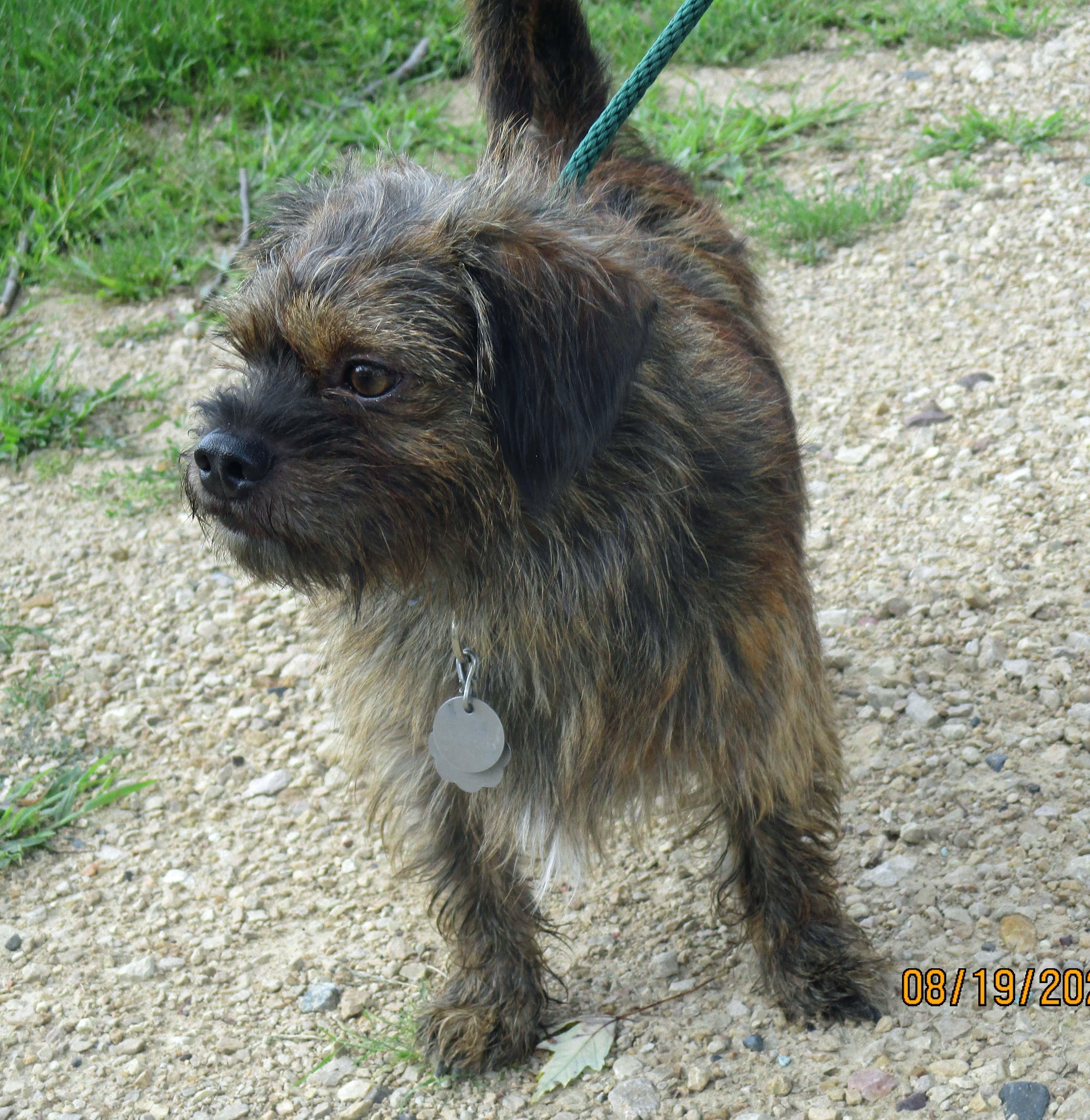 Remi, a Adoptable mixed breed in White Bear Lake, MN image 2/6