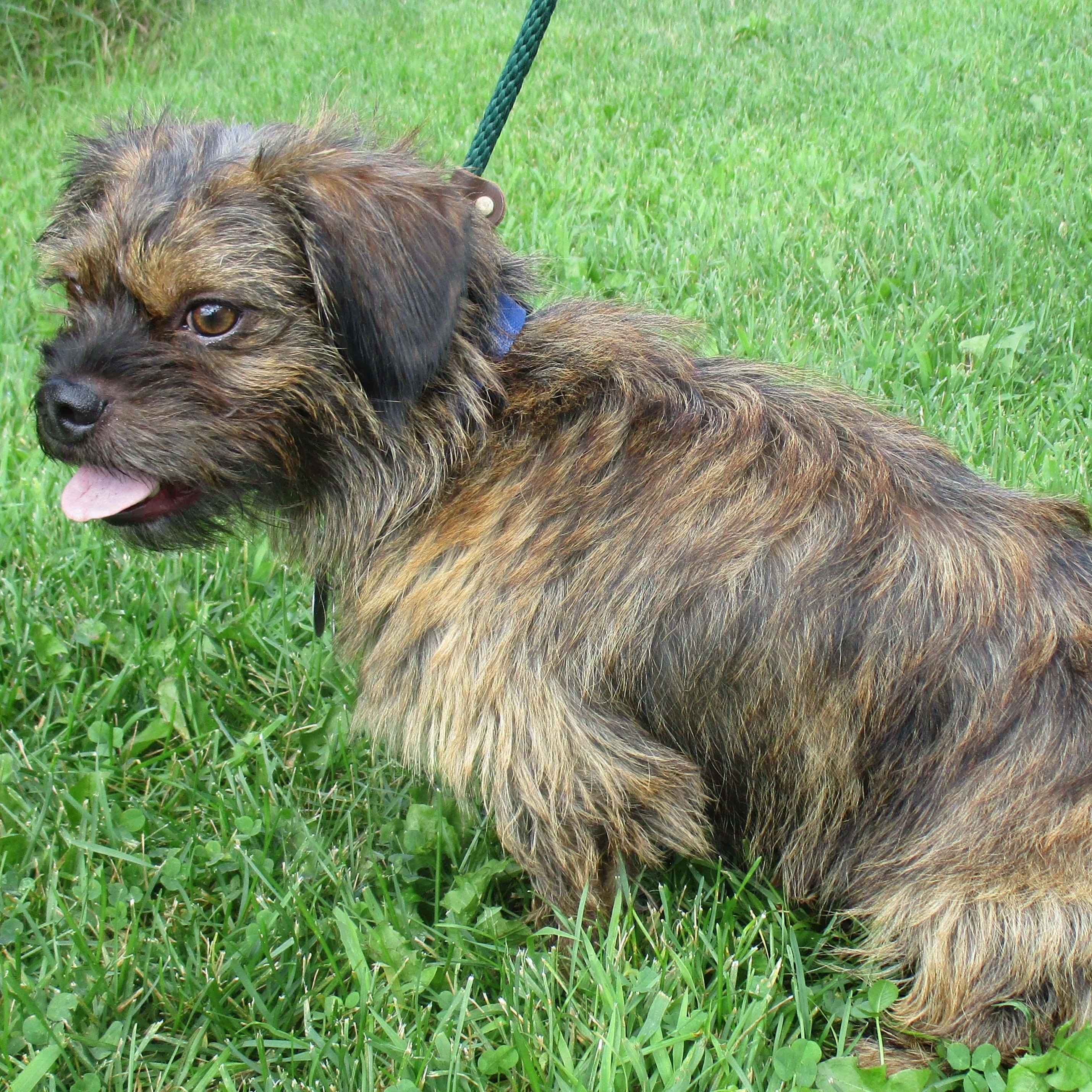 Remi, a Adoptable mixed breed in White Bear Lake, MN image 3/6