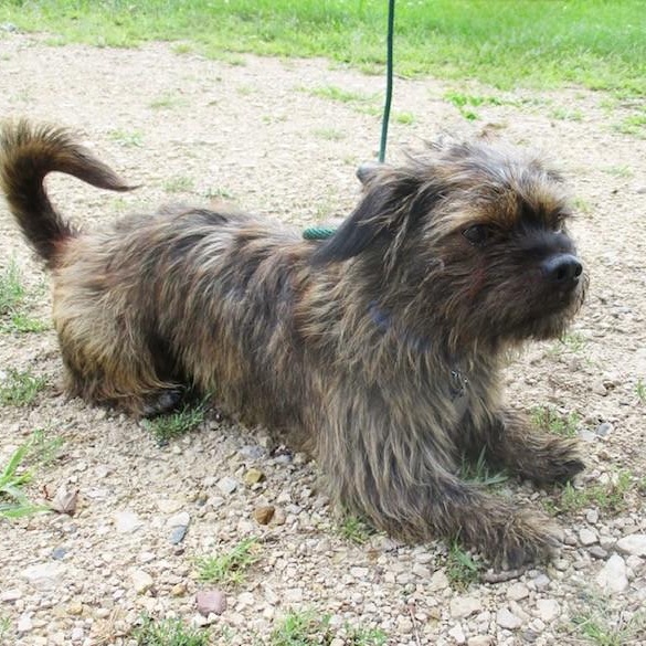 Remi, a Adoptable mixed breed in White Bear Lake, MN image 4/6